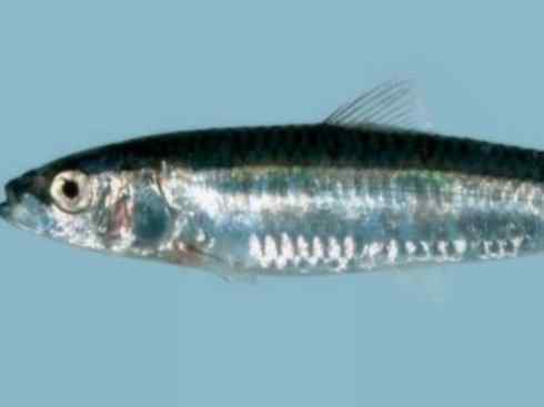 自然奇观：动物大迁徙(沙丁鱼)