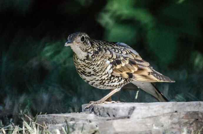 终于在阳光下拍到虎斑地鸫