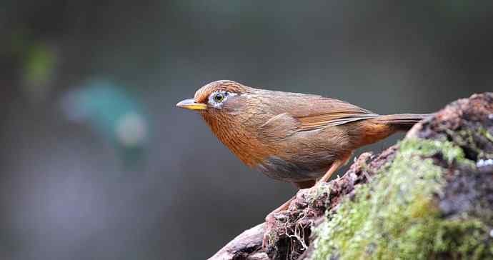 【画眉深浅入时无 wbr不如林间自在啼】（野生画眉鸟一组）