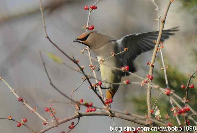 太平鸟归来 太平鸟归来