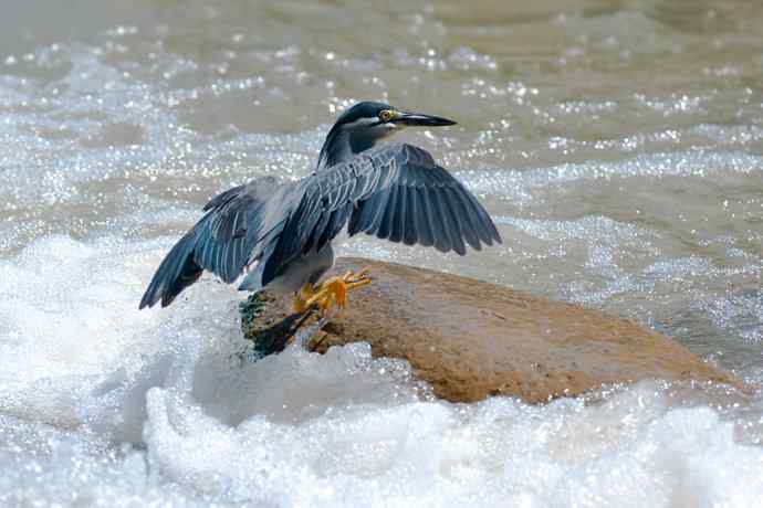 潮河渔郎绿鹭鸶☆★ 潮河渔郎绿鹭鸶☆★