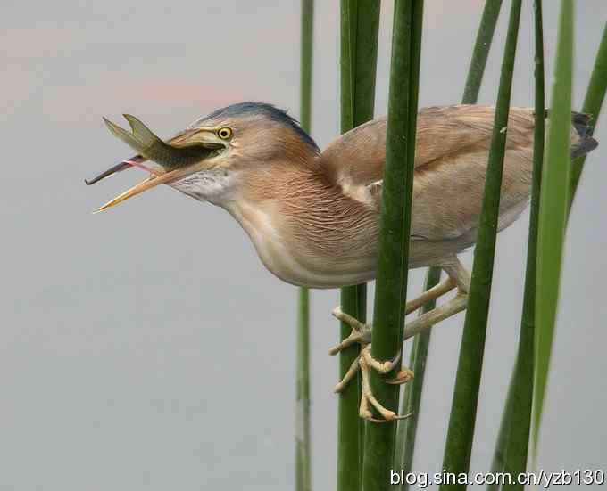 铁证！——实拍黄大脚作案全过程（组图，15张图片）