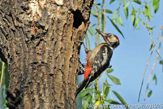 父子情深的大斑啄木鸟（3）