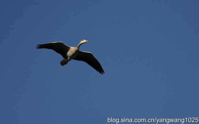 飞 wbr(斑头雁) wbr2 飞 wbr(斑头雁) wbr2