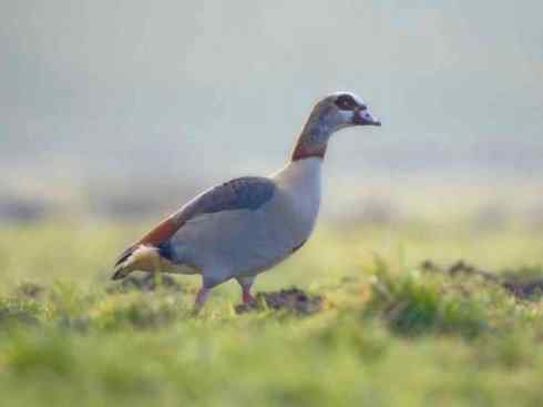欣赏:美丽的草雁 欣赏:美丽的草雁