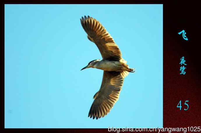 飞（夜鹭）45