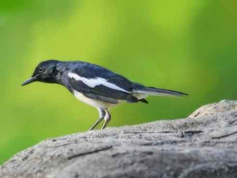 雀鸟也彪悍：谁怕谁（鹊鸲）