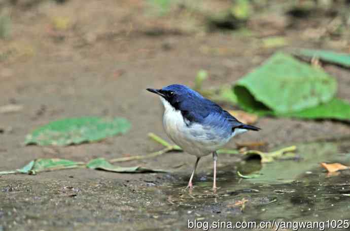 雄性蓝歌鸲（3）