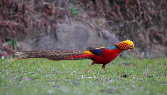 洋县两天观鸟,秦岭如此美妙! 洋县两天观鸟,秦岭如此美妙!