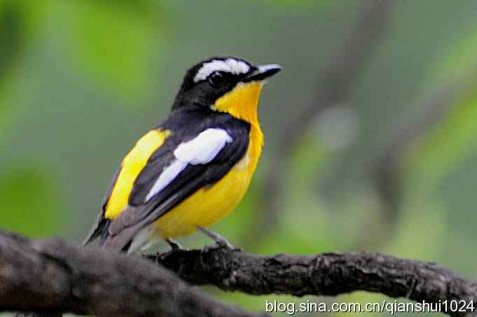 拍白眉姬鹟(植物园)