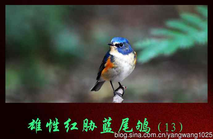雄性红胁蓝尾鸲（13）