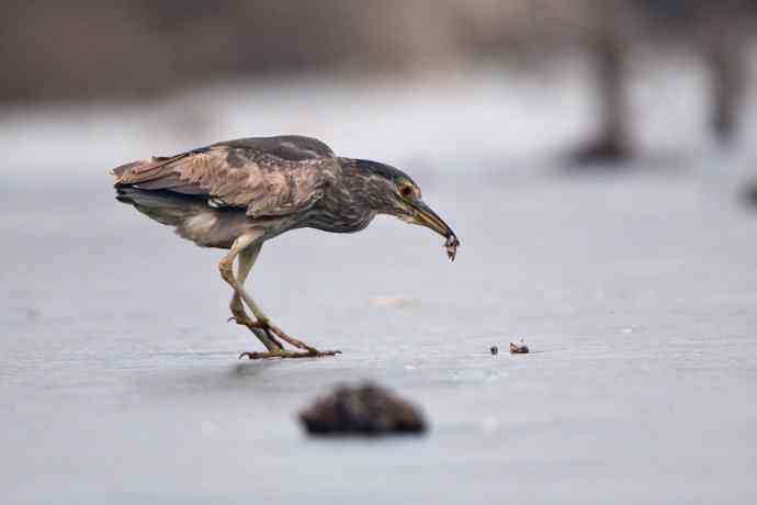以大欺小 wbr倚强凌弱 以大欺小 wbr倚强凌弱
