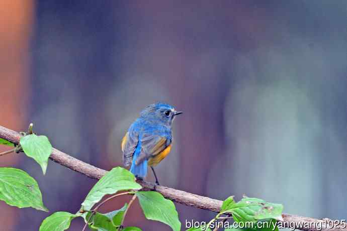 雄性红胁蓝尾鸲(33) 雄性红胁蓝尾鸲(33)