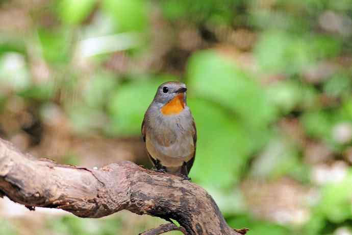 雄性红喉姬鹟（3）
