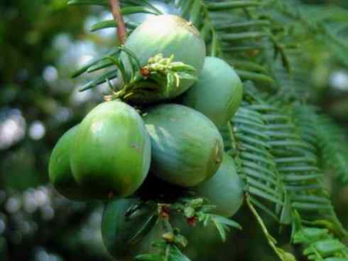 鱼类活化石：齿蝶鱼