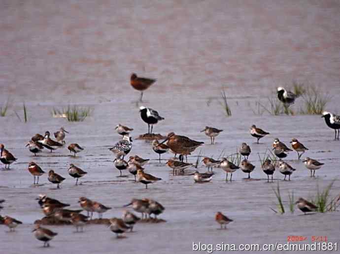 处女下海   施华望远鏡SW80HD打鸟