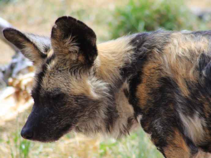 犬科：薮犬亚科非洲野犬属之非洲野犬