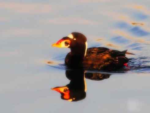 雁鸭之最之八（海番鸭、琵嘴鸭、绿翅鸭、鹊鸭）