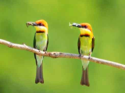 绝色攀禽：佛法僧目之蜂虎3