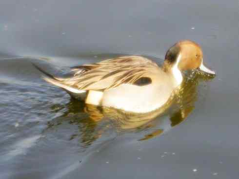 雁鸭之最之三 雁鸭之最之三