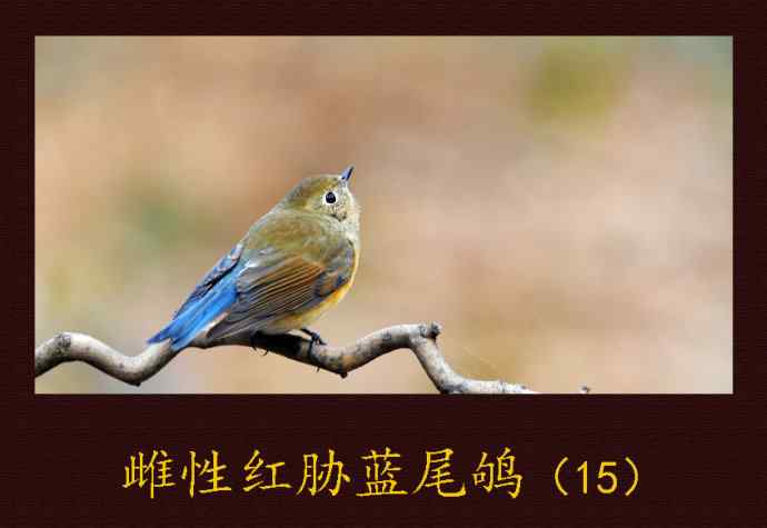 雌性红胁蓝尾鸲(15) 雌性红胁蓝尾鸲(15)