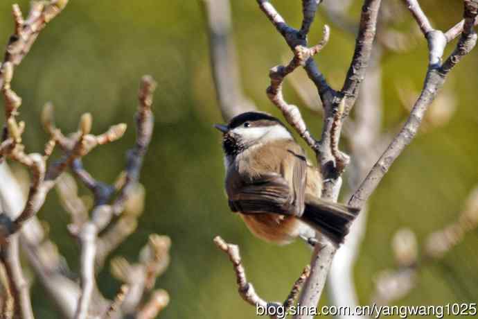 北京月坛公园的鸟类——褐头山雀（库存片）