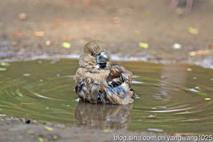 北京天坛公园的鸟类——洗浴中的锡嘴雀（3）