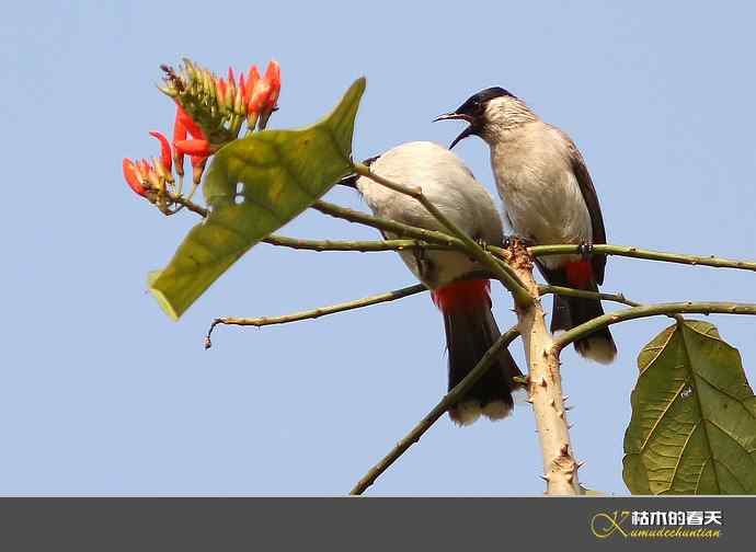 云南拍鸟：记录到九种鈥滒氢潯臼蹬摹