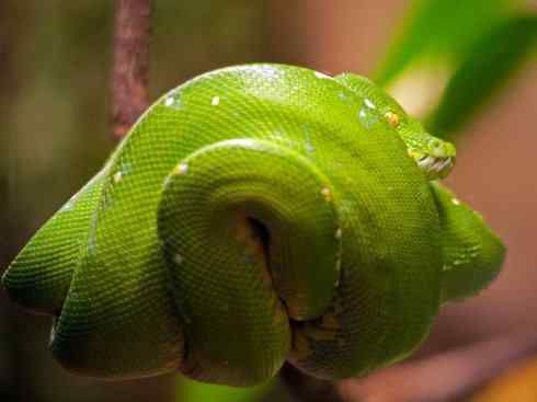 龙：传说的兽原型探秘（树蚺类）