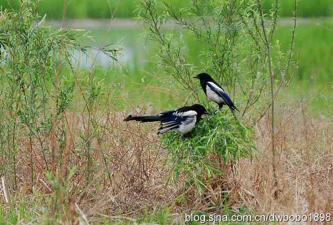 纤纤美鹬令bobo倾倒