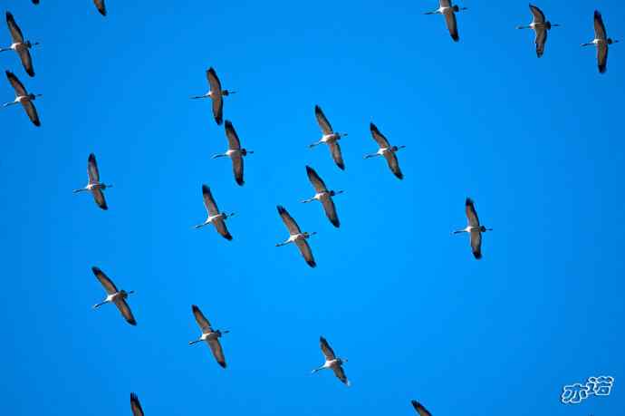 3月27日北京野鸭湖一组原画幅鸟片