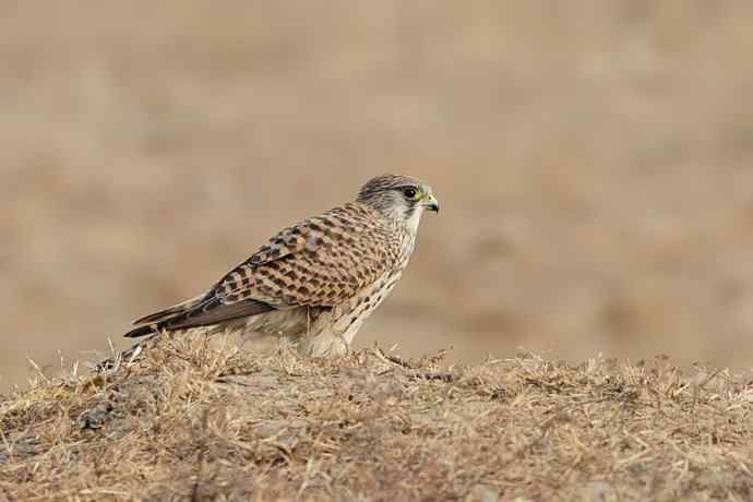 稳坐食物链高端的红隼（摄于康西草原）