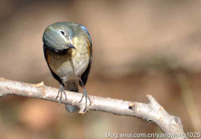 雄性红肋蓝尾鸲 wbr2