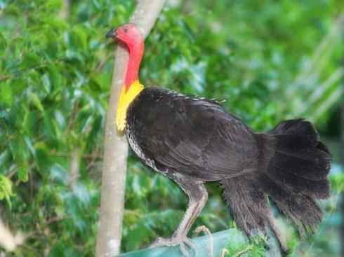 另类鸟类建筑师之二（褐背拟地鸦、雪雀）