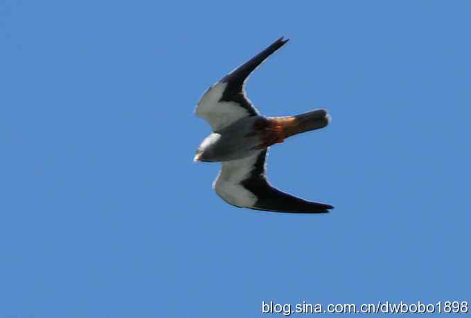 燕隼空中盘旋捕食