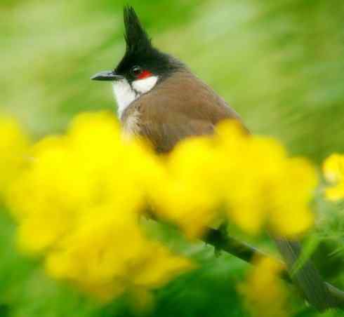 家禽驯化之源之三十（红耳鹎、领雀嘴鹎）