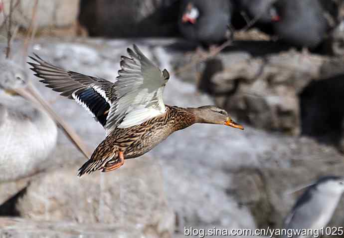 飞(绿头鸭)1 飞(绿头鸭)1