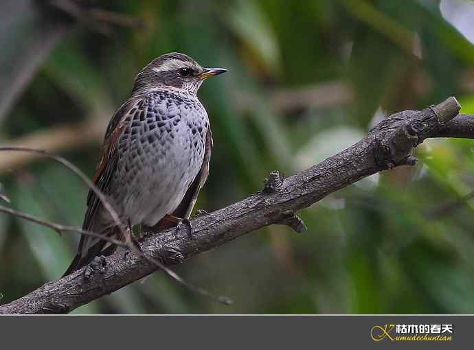 斑鸫•宝兴歌鸫•乌灰鸫【实拍】 斑鸫•宝兴歌鸫•乌灰鸫【实拍】