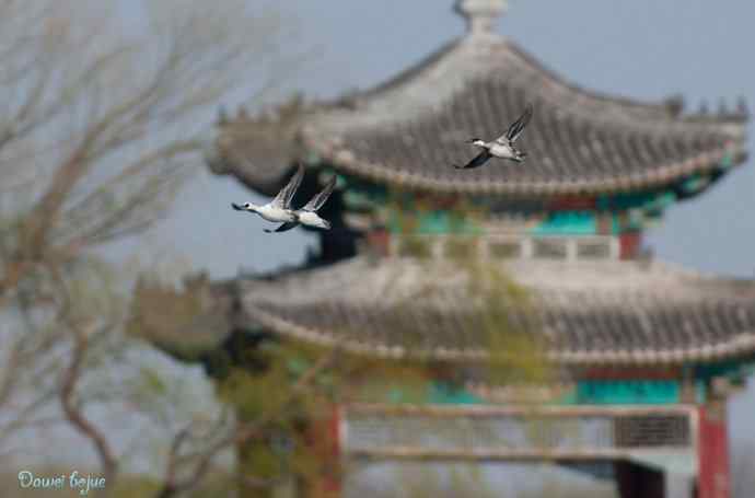 春来西堤好鸭多