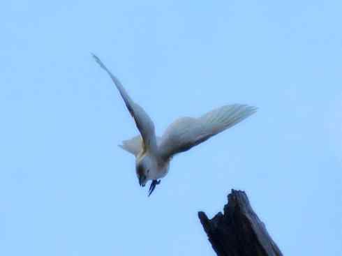 家禽驯化之源之七