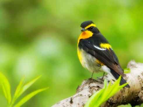 美丽无罪：雀鸟之姬鹟