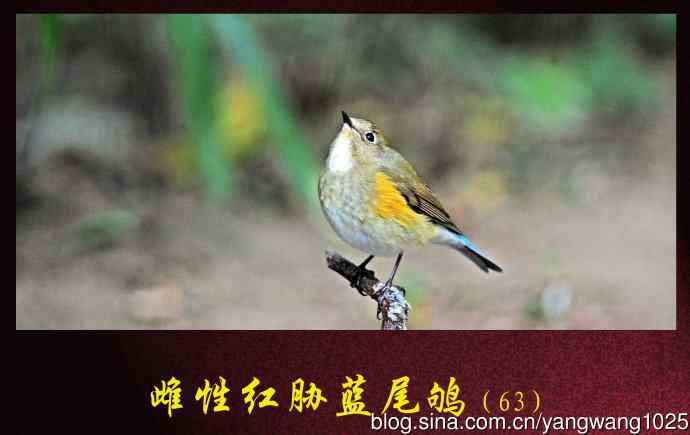 雌性红胁蓝尾鸲(63) 雌性红胁蓝尾鸲(63)