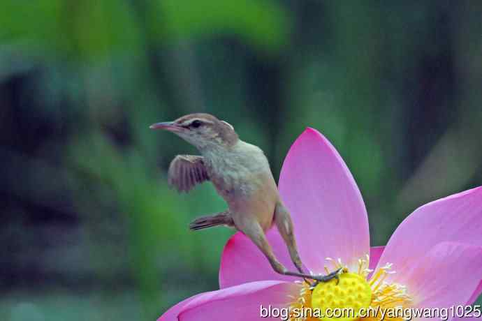 东方大苇莺与荷花(5) 东方大苇莺与荷花(5)