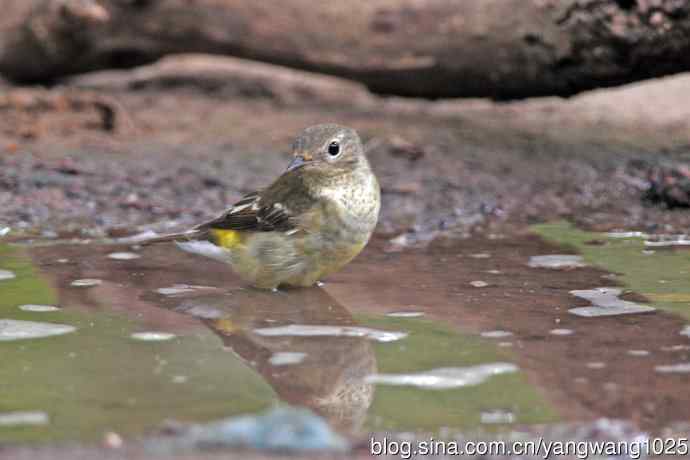 雌性白眉姬鹟（17）