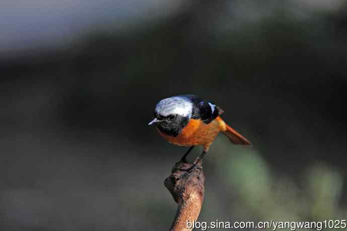 雄性北红尾鸲（28）