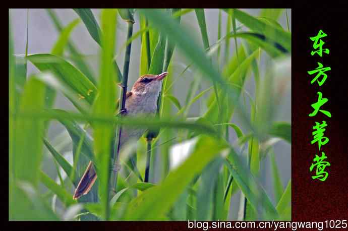 东方大苇莺