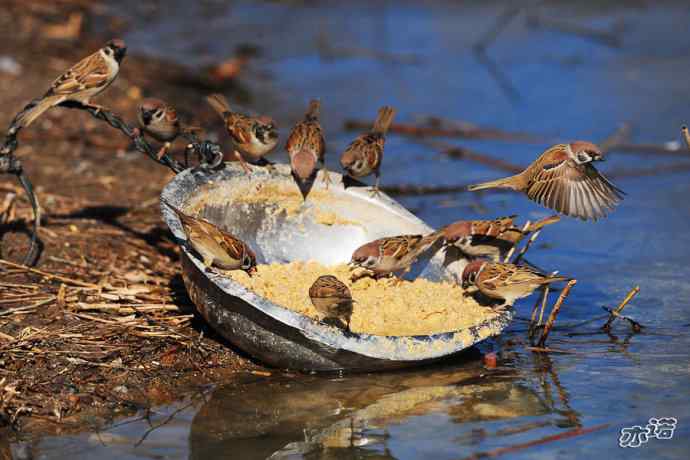 大年初四  天鹅戏水