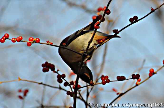北京动物园的鸟类——太平鸟（抓拍）1
