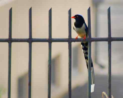 红嘴蓝鹊(组图,9张图片) 红嘴蓝鹊(组图,9张图片)