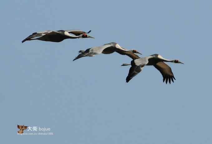 野鸭湖：白枕鹤与雁鸭群飞的春天写意